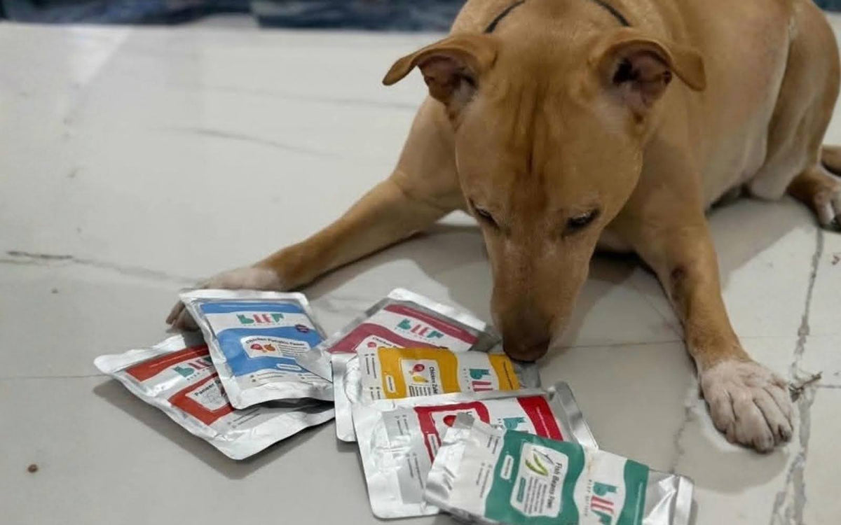 Switching your dog off ultra-processed food: what to check and what actually happens