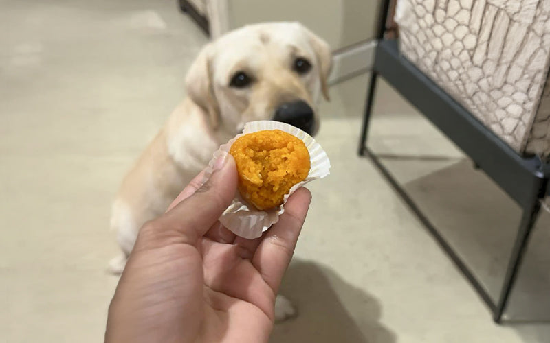 Diwali dog safety: treats your dog shouldn't eat, and what to do if they do