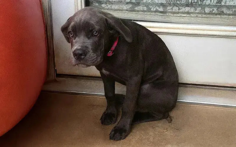 How to calm an anxious dog naturally: ingredients, signs & what actually works BlepWorld