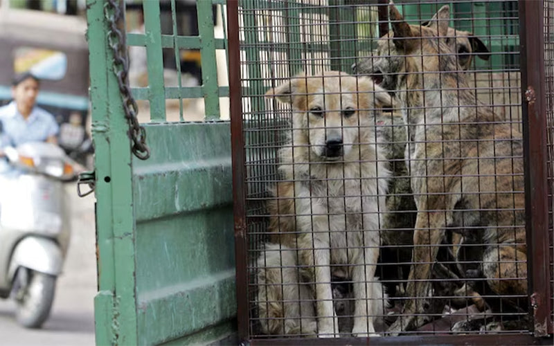 What are the ABC Rules for stray dog management?