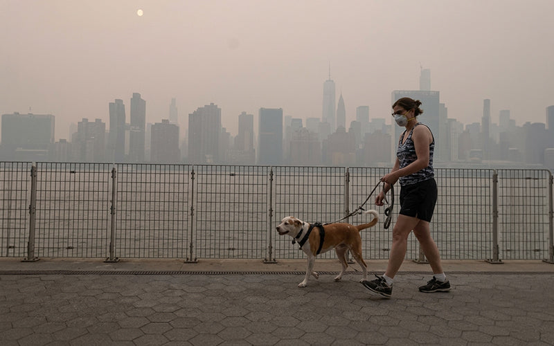 Diwali dog safety: how to protect your dog from air pollution