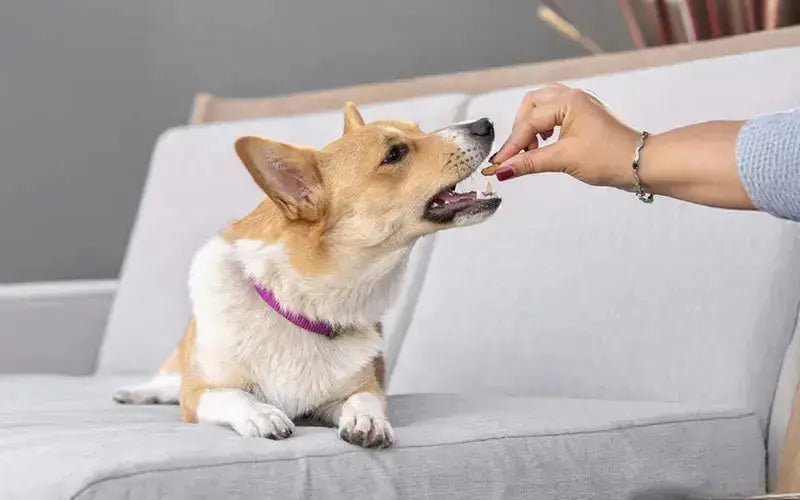 Does my dog need a gut supplement? BlepWorld