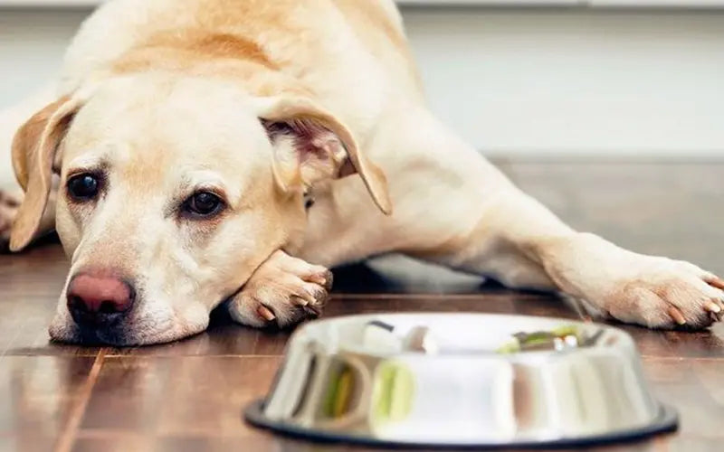 Why is my dog eating less during the monsoon? Causes, tips & when to worry BlepWorld