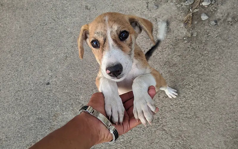 Indie dog adoption: 5 reasons to adopt India's native dog BlepWorld