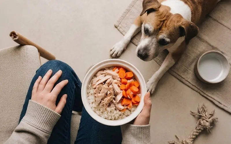 Home-made dog food: Pros, cons and what pet parents should know BlepWorld