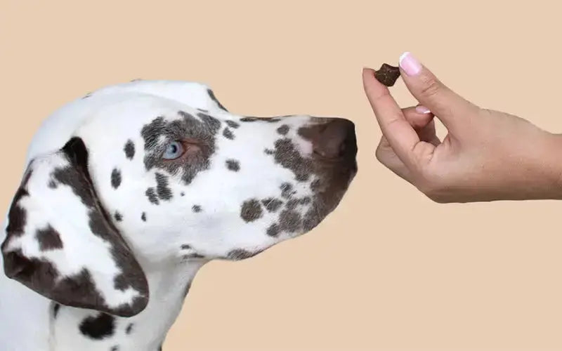 What are prebiotic, probiotic and postbiotic supplements for dogs?