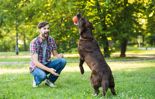 5 Things You Should Do to Keep Your Pet Healthy