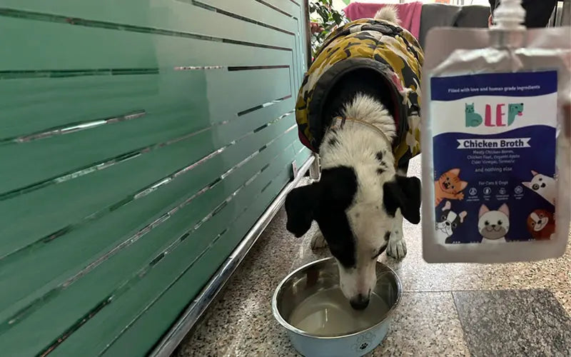 Chicken broth for dogs: benefits, how to use, and how much to give
