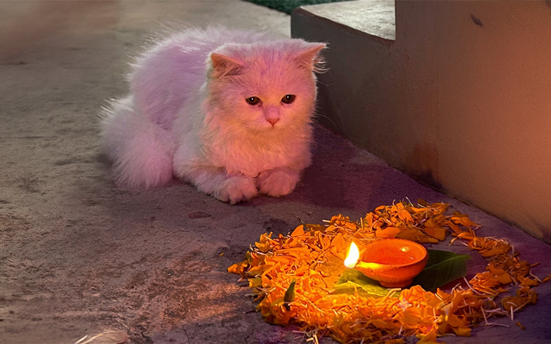 Diwali cat safety: a room-by-room guide to diyas, decorations and festive food