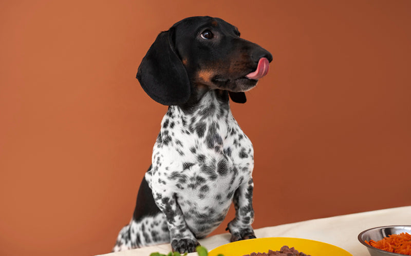 Choosing Healthy Dog Food: 5 things every pet parent should check BlepWorld