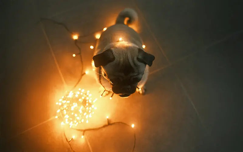How to keep your dog safe this diwali?