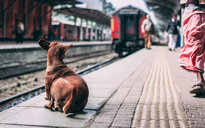 Stray Dogs vs. Supreme Court: New directives and implications