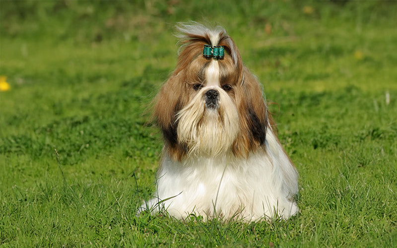 A guide to the nutritional needs of Lhasa Apsos