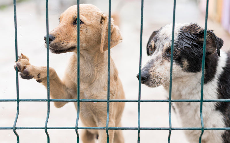 Animal Welfare Board of India releases SOP for stray dogs