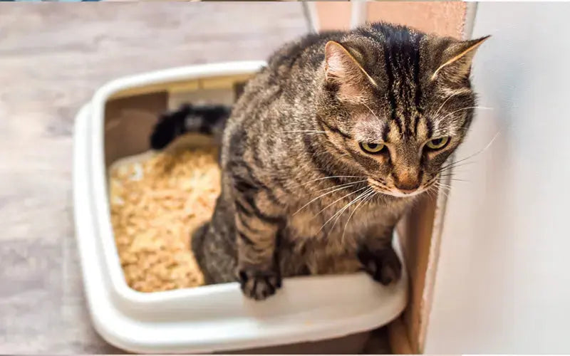 Cat UTI Symptoms, Causes & Treatment: How to tell if your cat has a urinary infection? BlepWorld