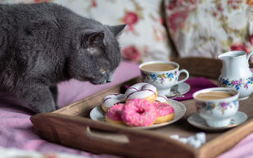 Diwali Mithai and Festive Foods That Are Toxic to Dogs and Cats