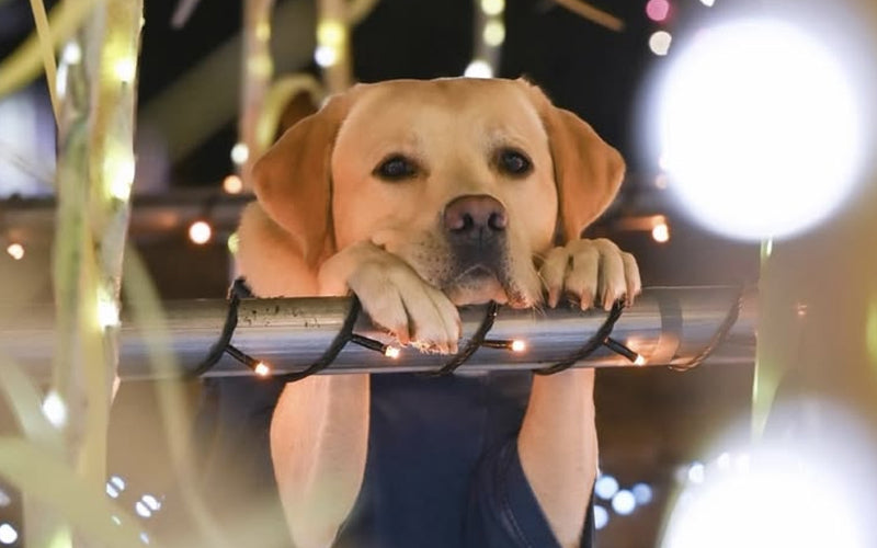Dog fireworks anxiety: a two-week plan to prepare your dog for Diwali