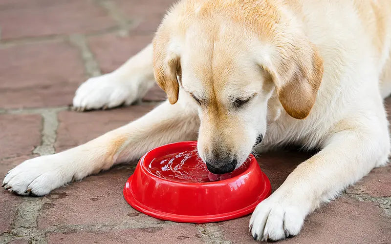 How to keep your dog hydrated and healthy BlepWorld