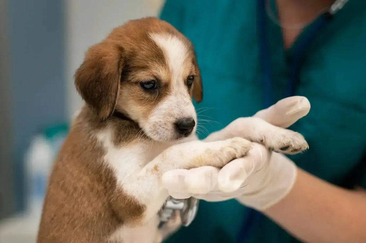 Cancer in Dogs: Symptoms, Types, and Treatment