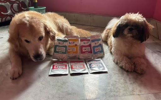 Low-Fat Dog Food in India: What To Expect and Why It Matters