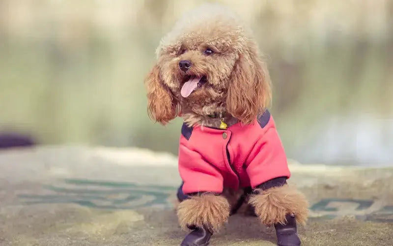 A guide to the nutritional needs of Poodles
