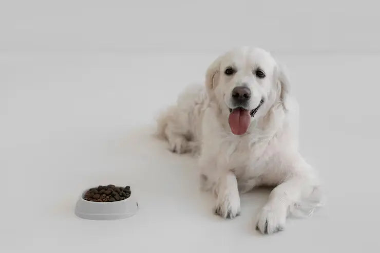 Dog Health
