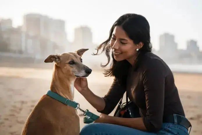 Good Dog Food in India