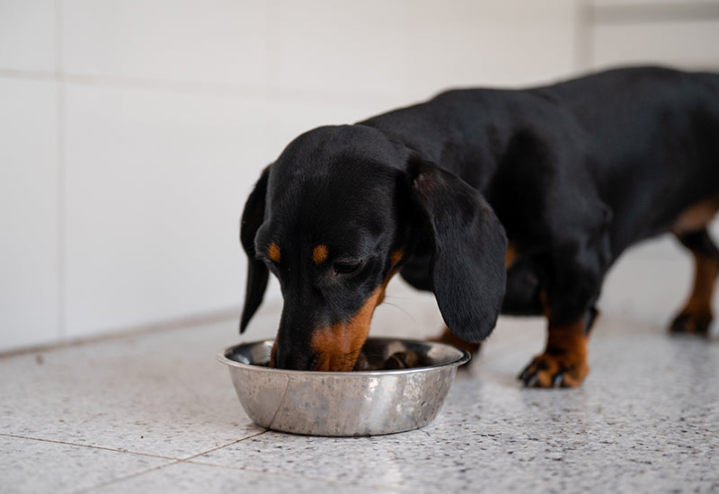 Raw v/s cooked meat for dogs