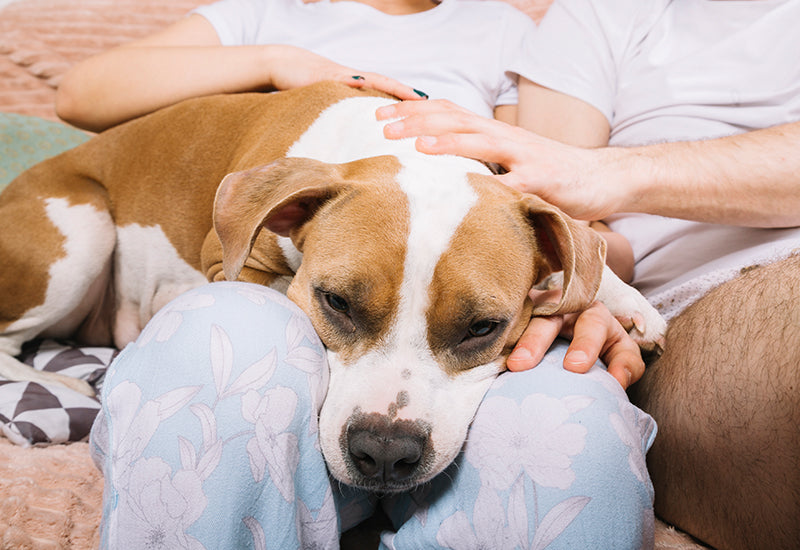Home remedies to cure tick fever