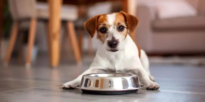 Types of Dog Food