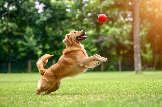 Natural Dog Food: The Key to a Healthier, Happier Pet