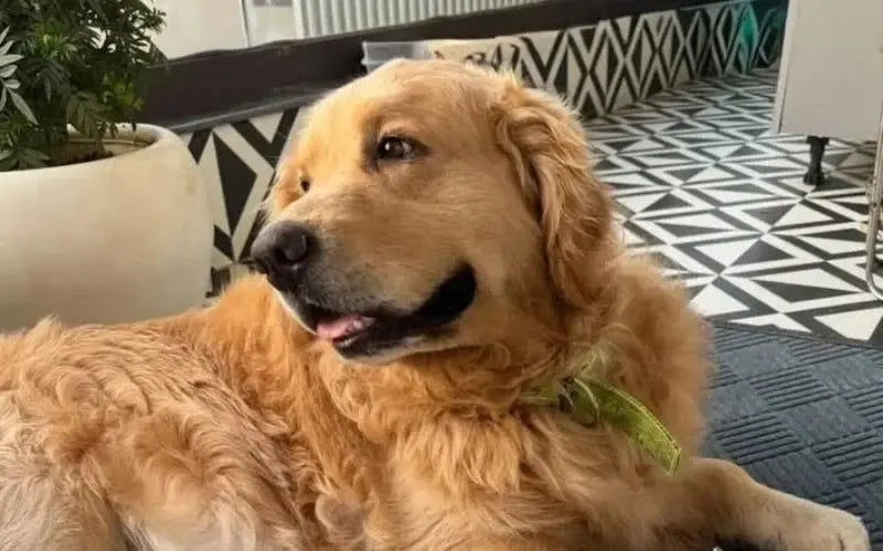overweight dog lose weight and live healthier