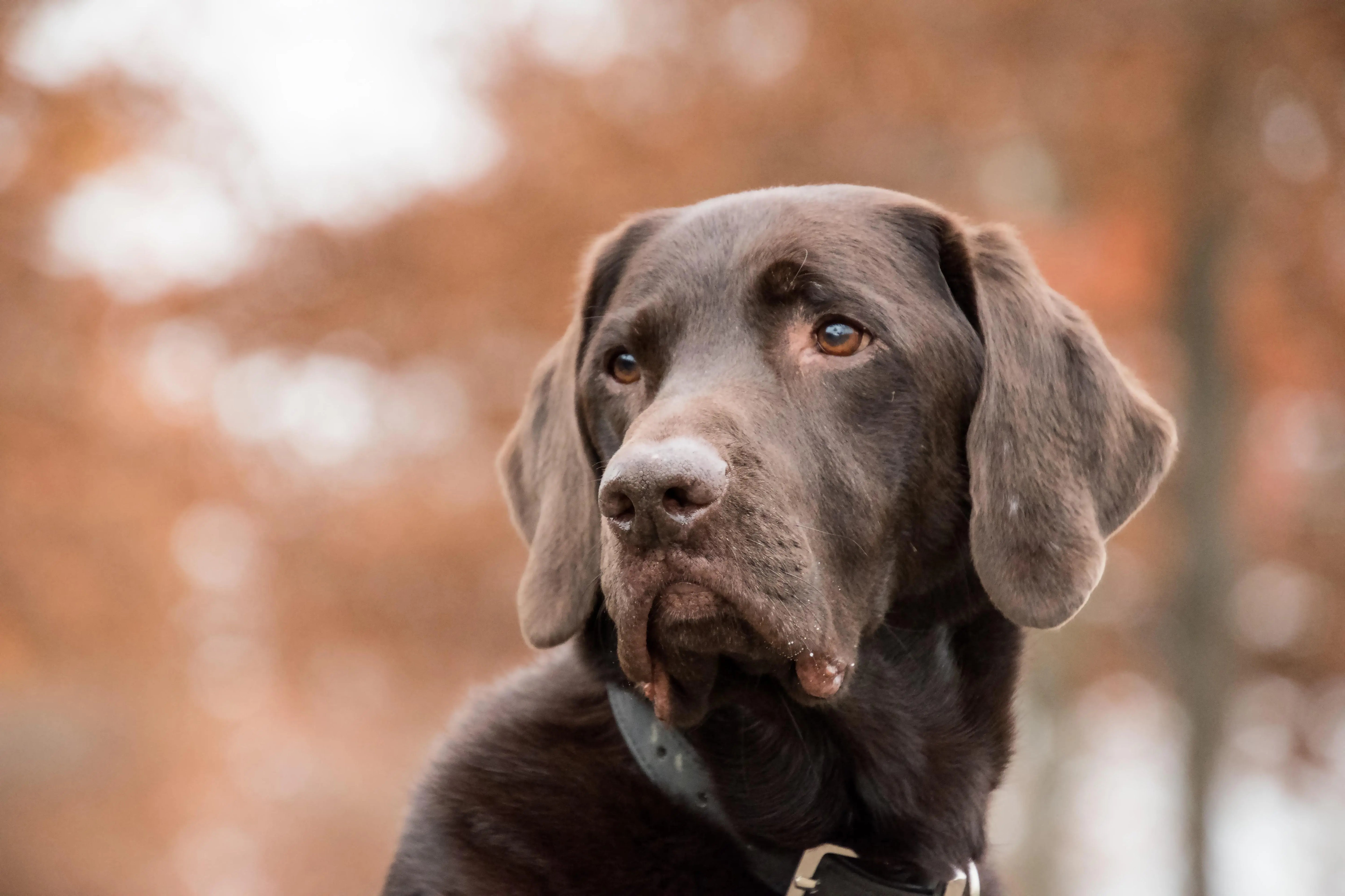 Labrador: Breed history, common health issues, and nutritional needs