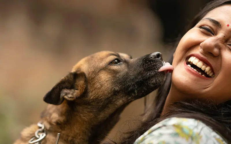 Why Do Dogs Lick You?