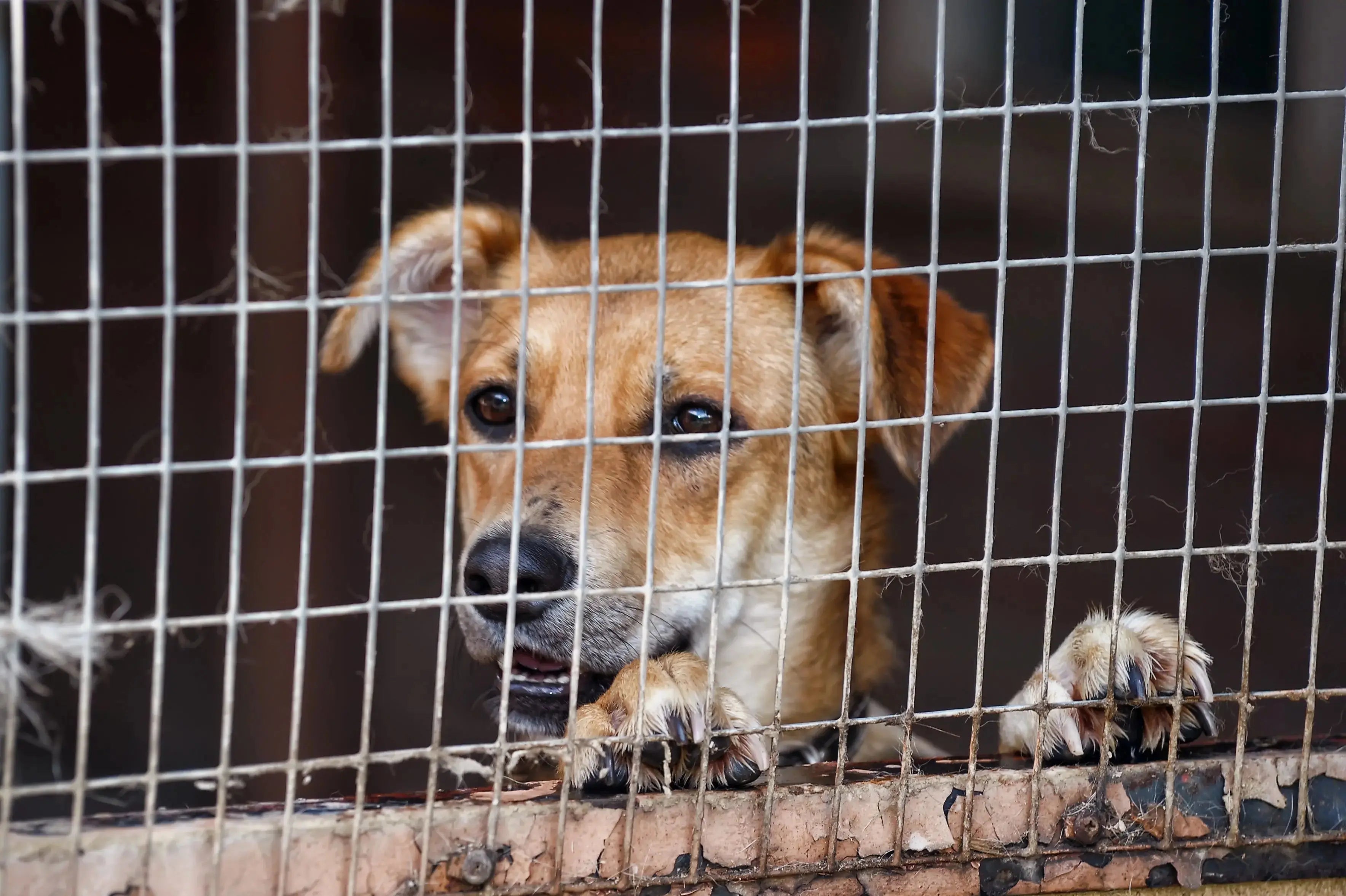 Stray Dogs vs. Supreme Court
