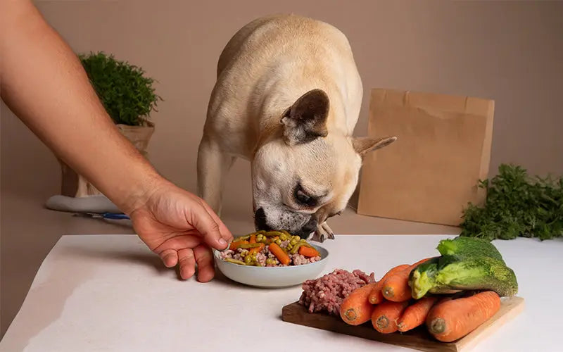 How Many Times to Feed a Dog?