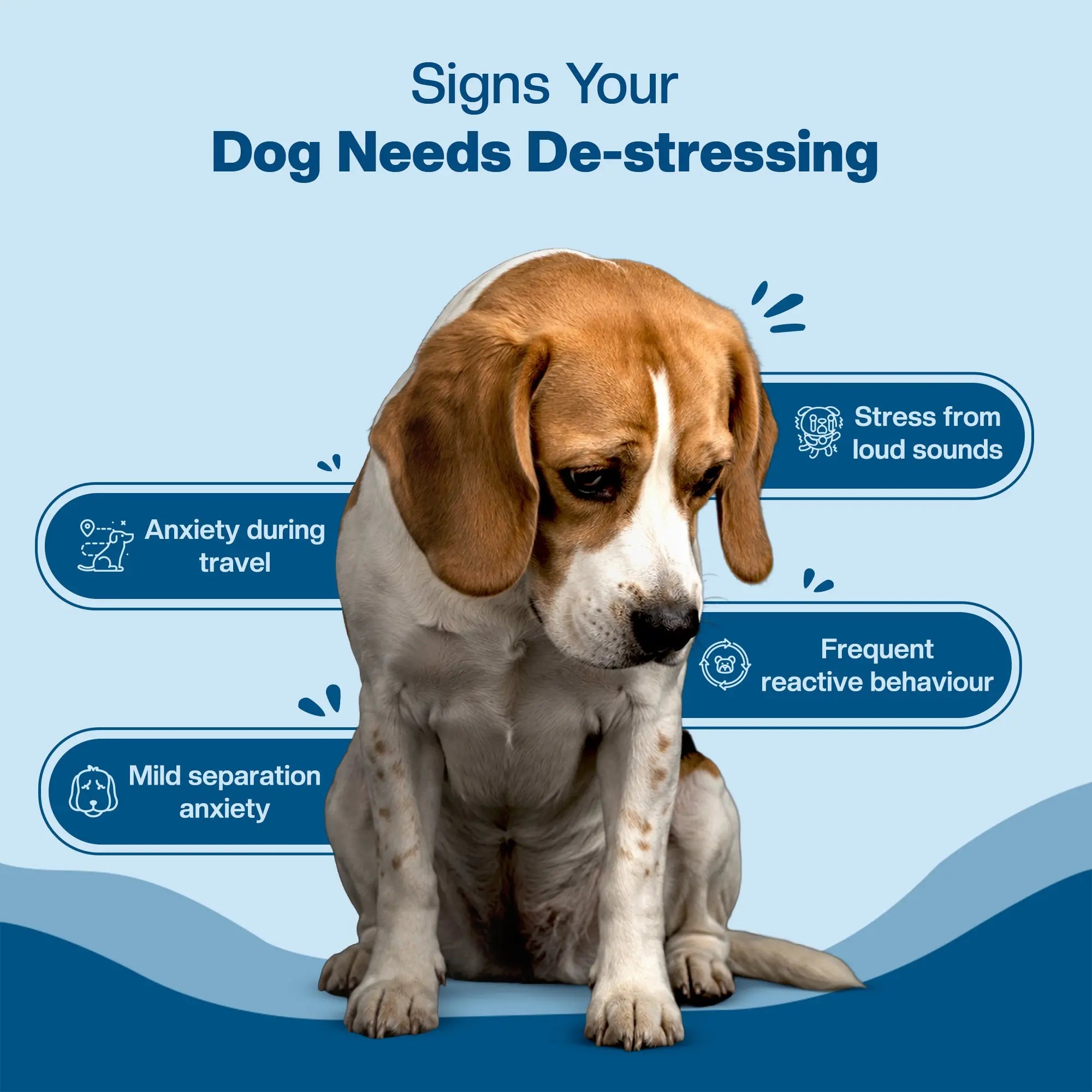 Dog sitting with text on a blue background about signs of stress in dogs