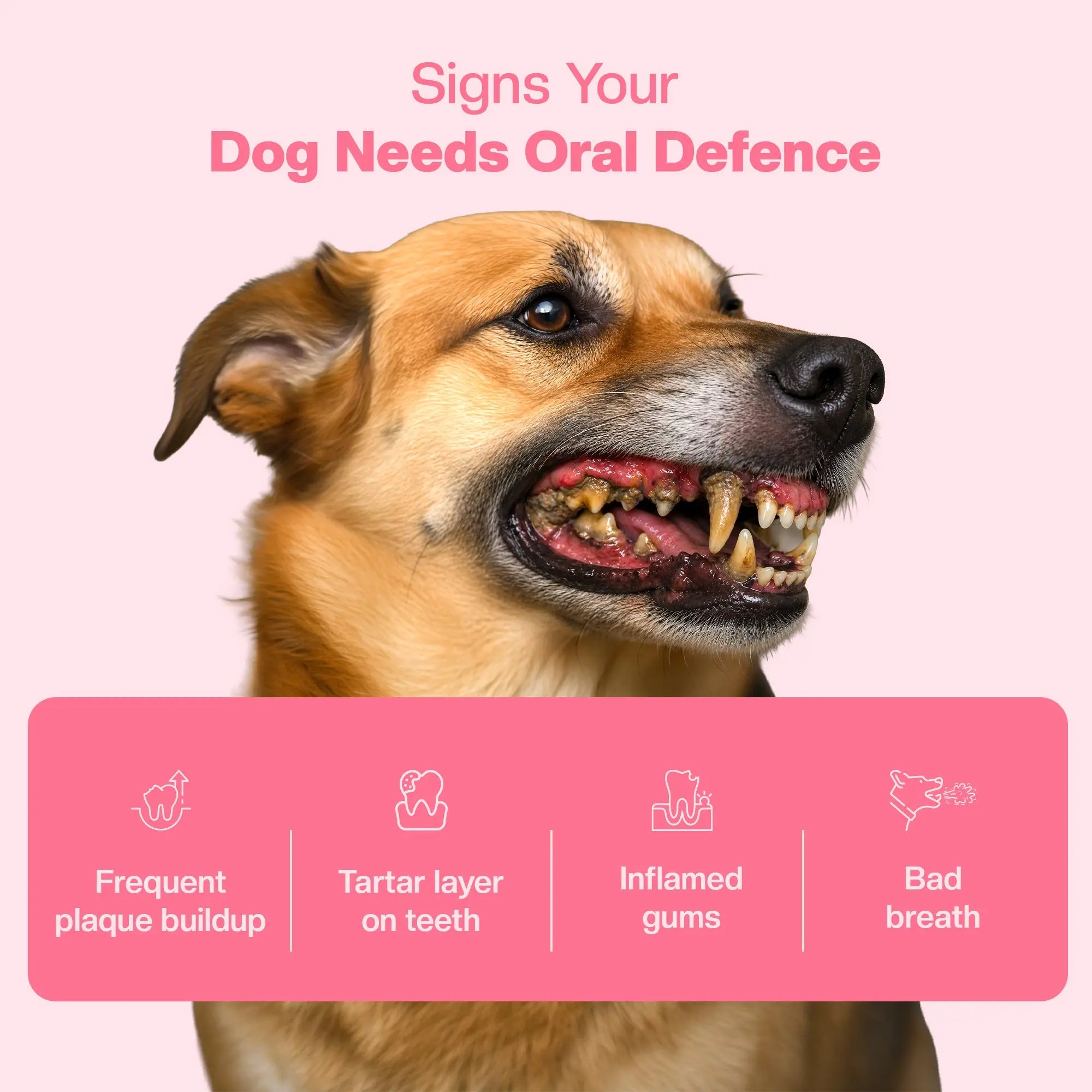 SUPER Oral Care | Daily Supplements for Dogs
