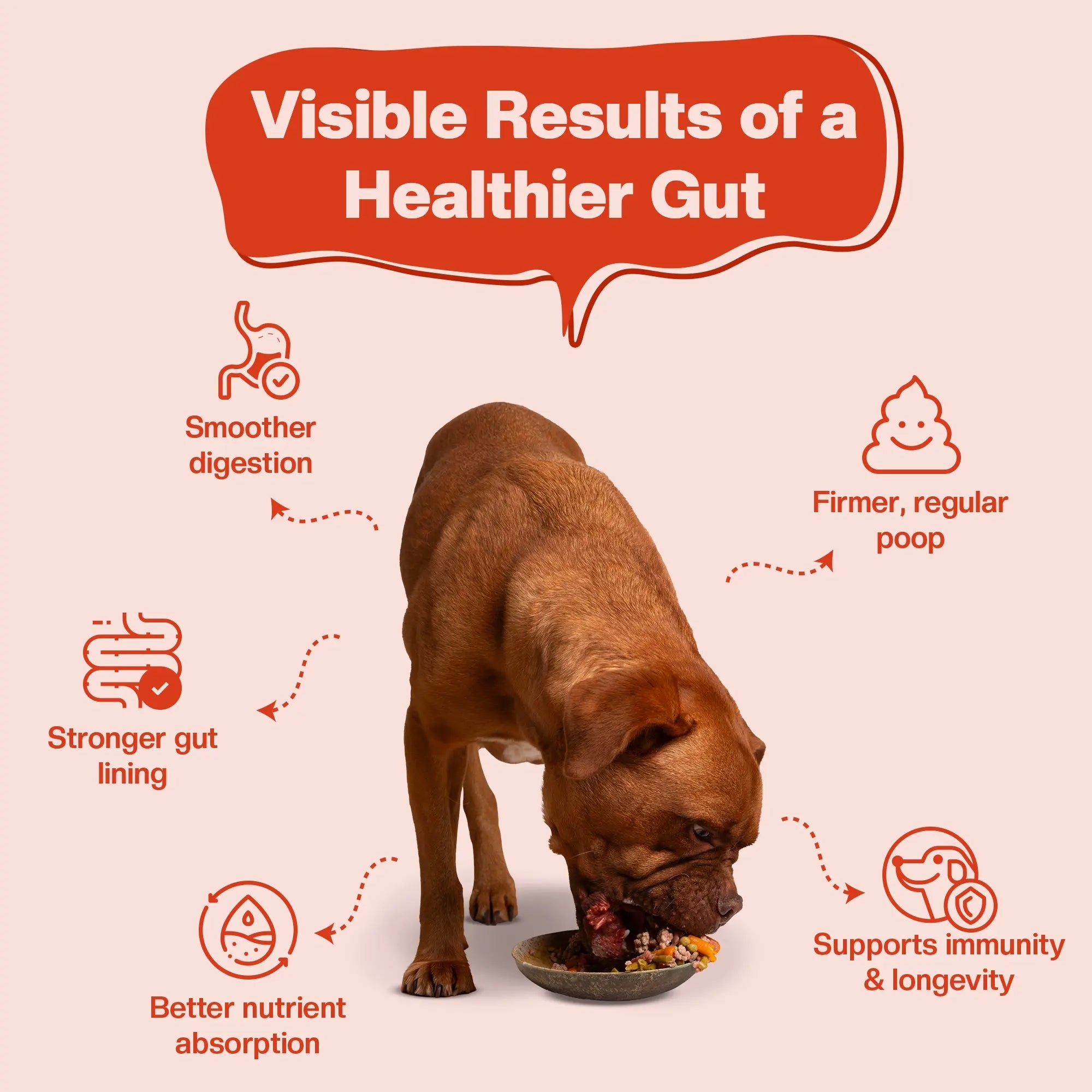 Dog eating from a bowl with text about the visible results of a healthier gut on a beige background