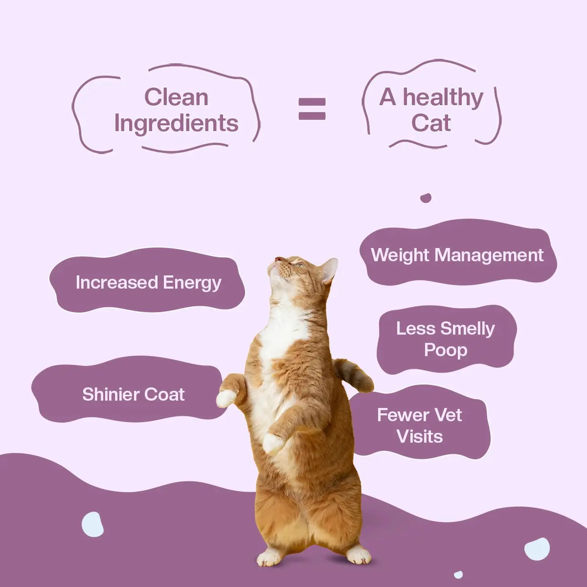 Cheeky Chicken Fresh Cat Food Trial Pack