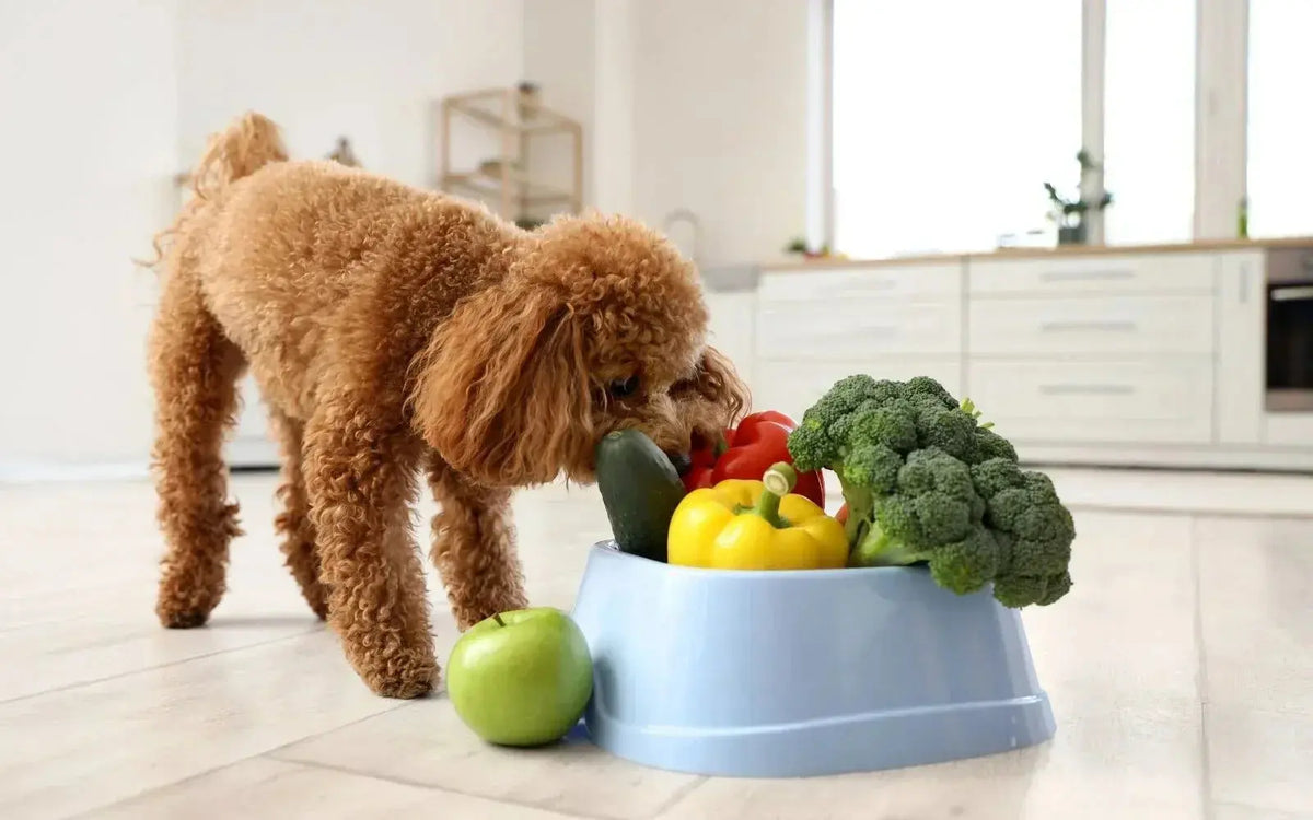 Gut instinct: why your pet’s tummy tells the whole story BlepWorld