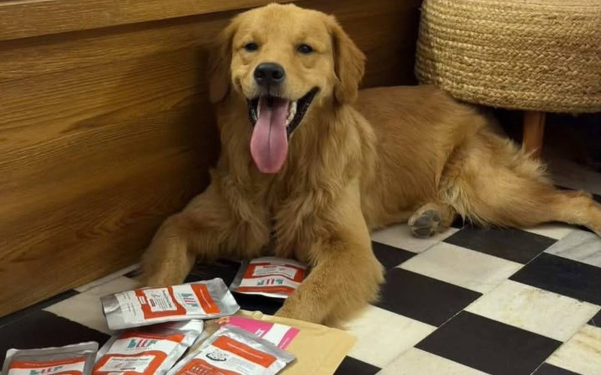 Diwali gifts for pet parents: what to give, what to skip, and what stays under ₹500