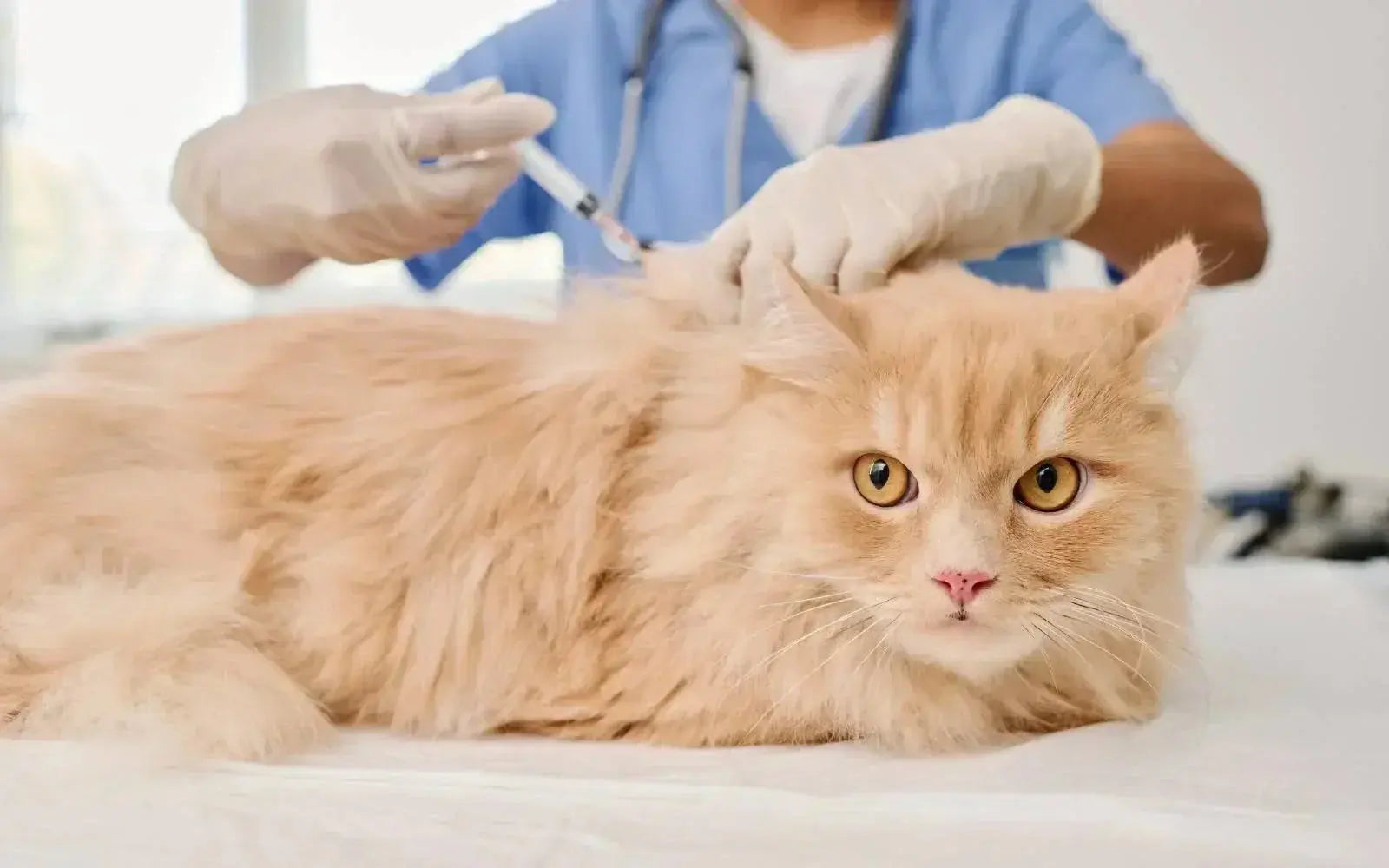 Cat vaccination schedule in India