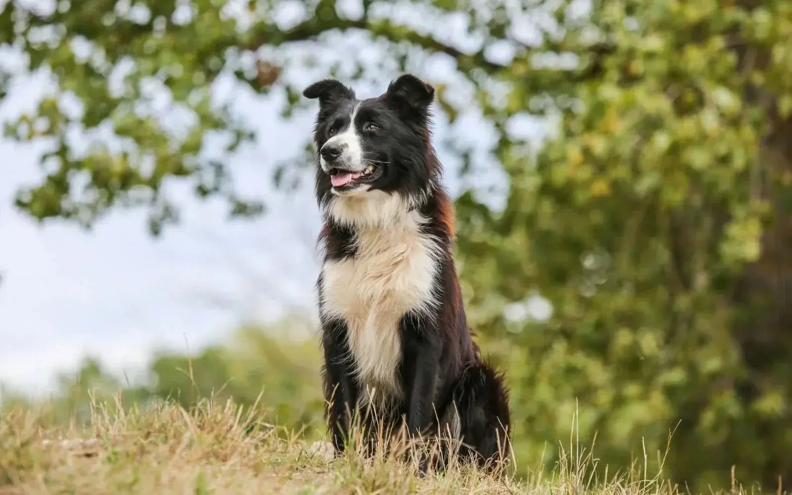 Early dog pregnancy symptoms every pet parent should know BlepWorld