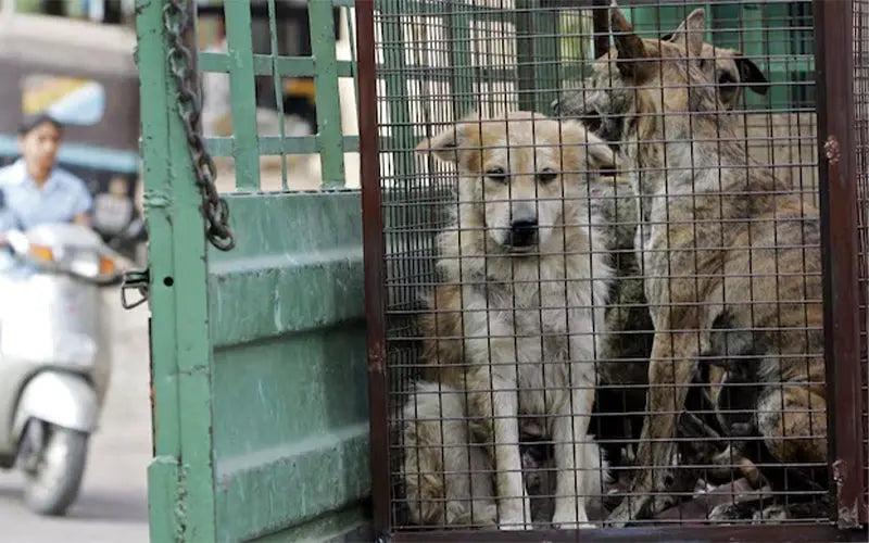 What are the ABC Rules for stray dog management?