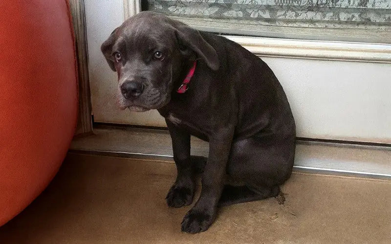 How to calm an anxious dog naturally: ingredients, signs &amp; what actually works
