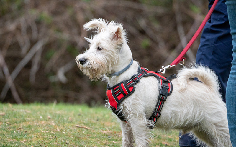 Harness vs Collar: What should you get for your dog?