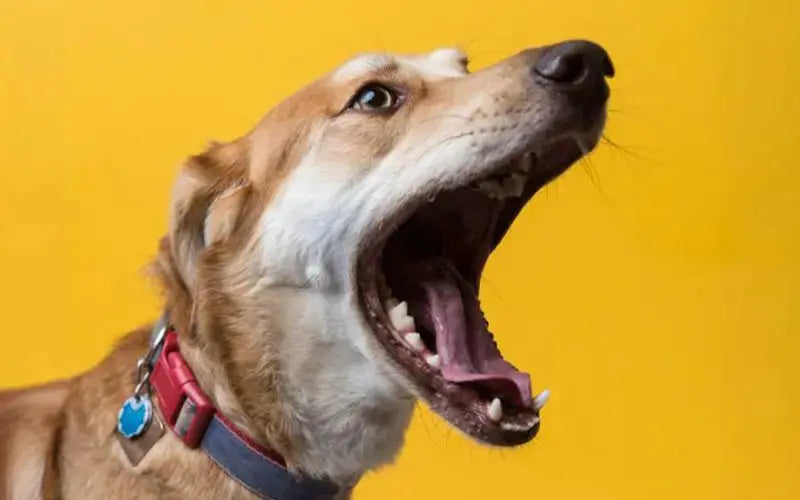 Bad dog breath: causes, prevention and natural solutions BlepWorld