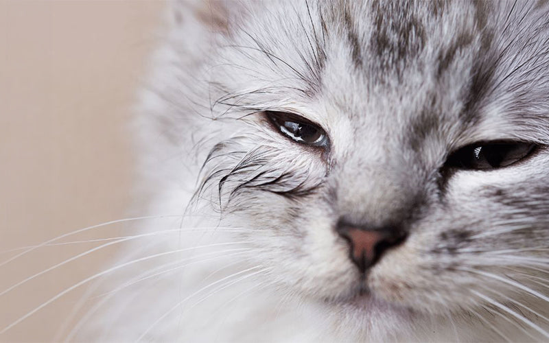 Post-Diwali pet check: cat sneezing, eye discharge and when to see a vet