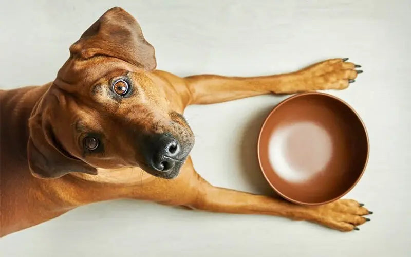 How many calories does my dog need daily?